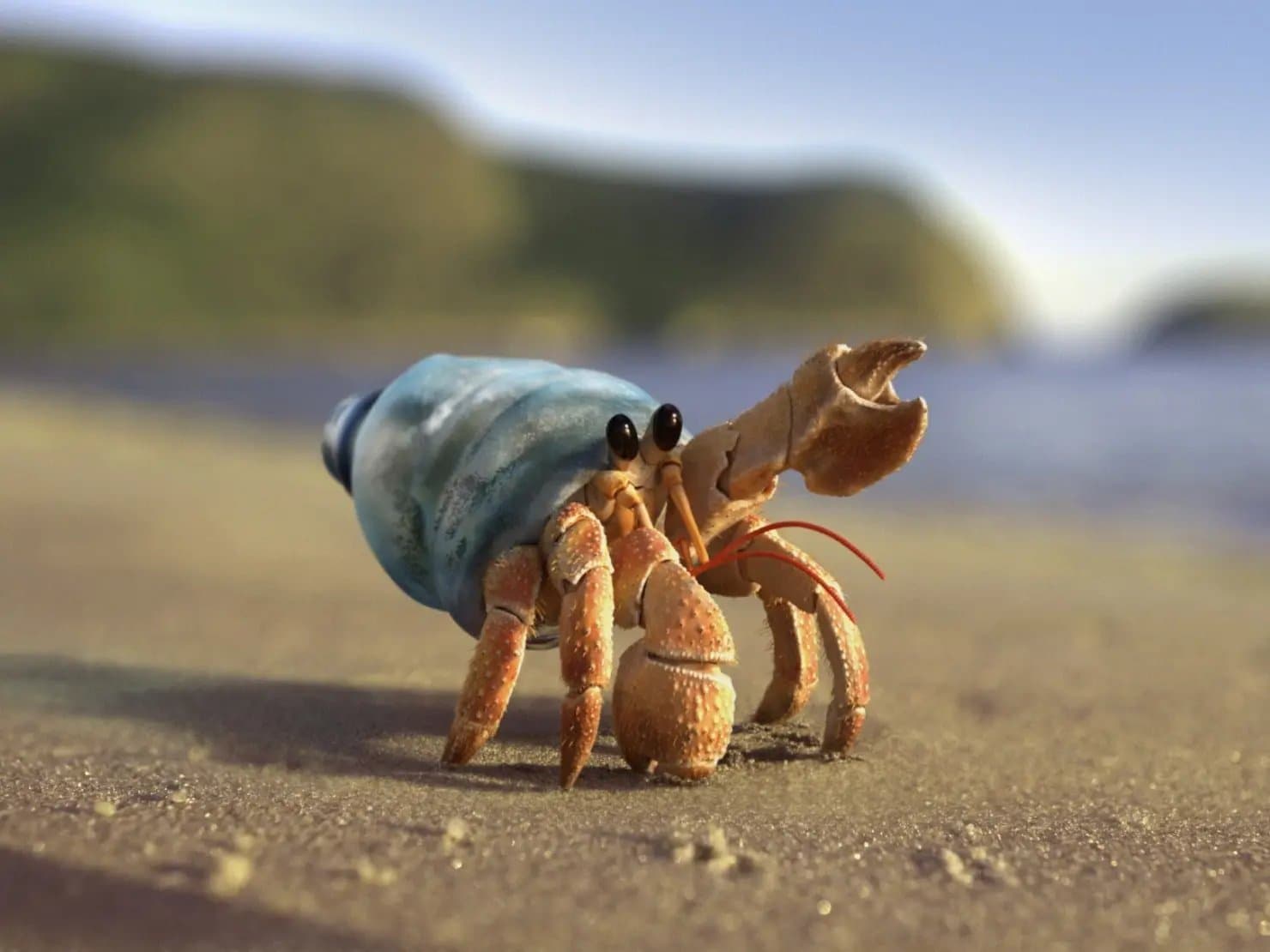 Image of a Zuzu Crab on a beach