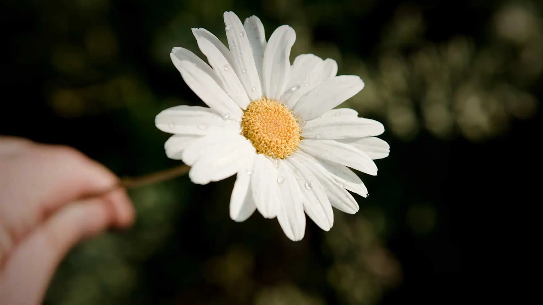 A hand holds a white daisy with water droplets, petals radiating from a yellow center, set against a blurred dark green background.