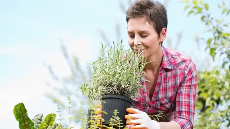 A person in a plaid shirt holds a potted plant, inspecting it closely in a garden setting. The background includes various green plants and a clear blue sky.